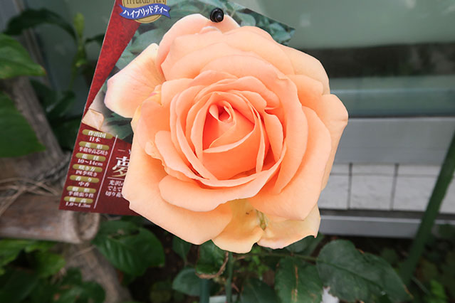 当院に飾られている生花