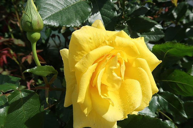 当院に飾られている生花