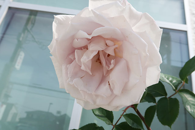 当院に飾られている生花