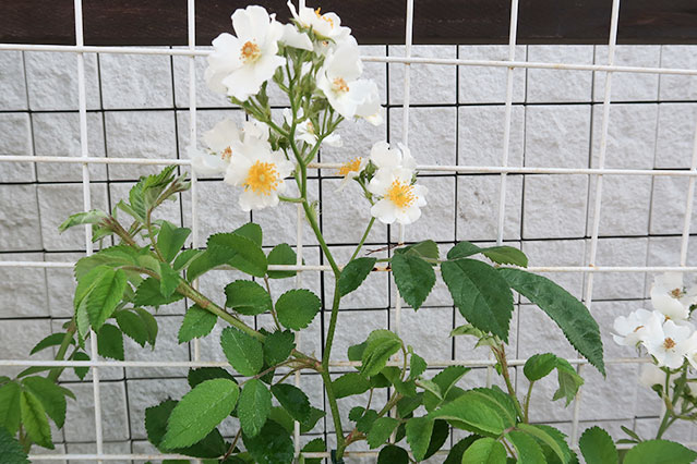 当院に飾られている生花