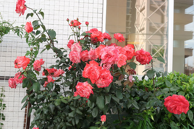 当院で飾れている生花