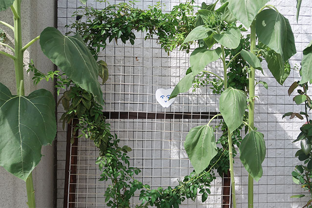 当院で飾れている生花