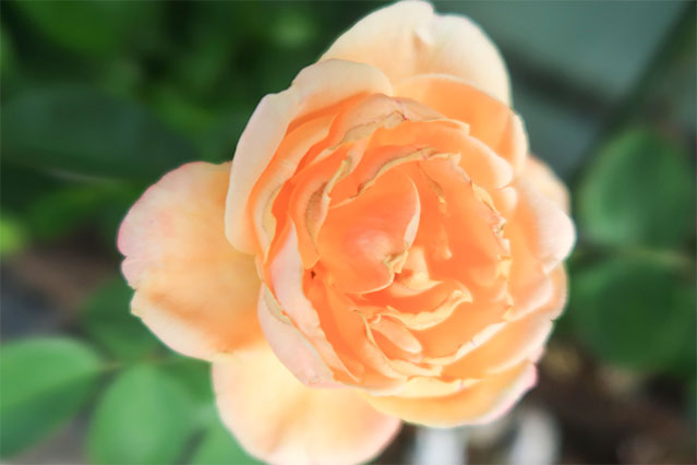 当院に飾られている生花