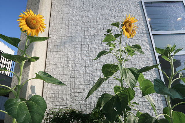 当院で飾れている生花