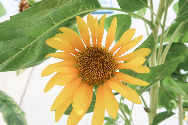 当院に飾られている生花