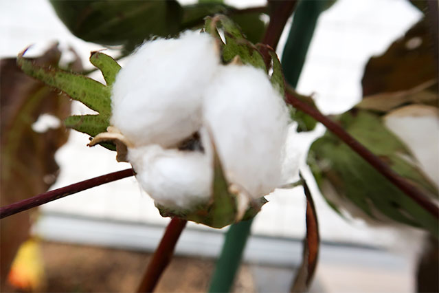 当院に飾られている生花