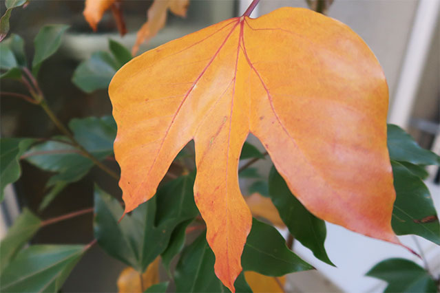 当院で飾れている生花