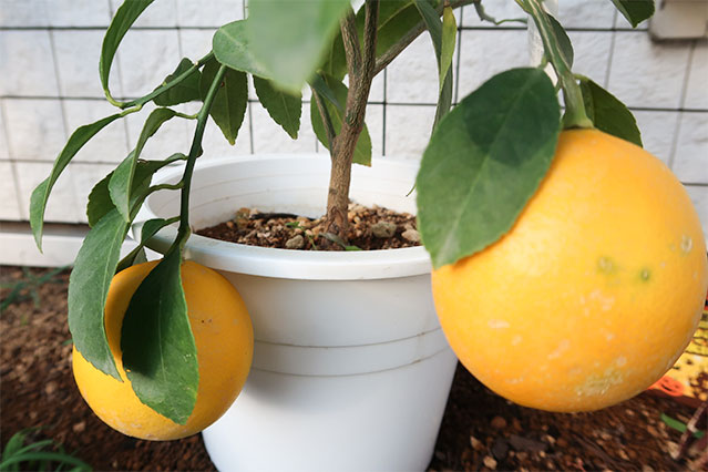 当院に飾られている生花